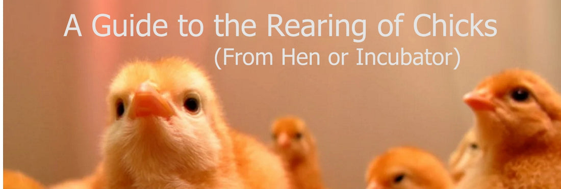 A Guide to the Rearing of Chicks (from hen or incubator)