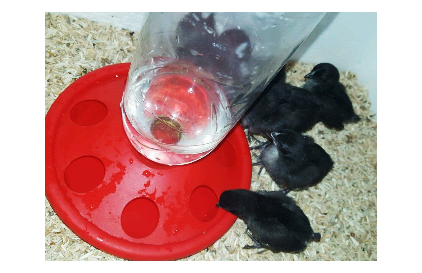 7 Hole Plastic Bottle Drinker for Poultry Chicks & Quail - Buy Online SPR Centre UK