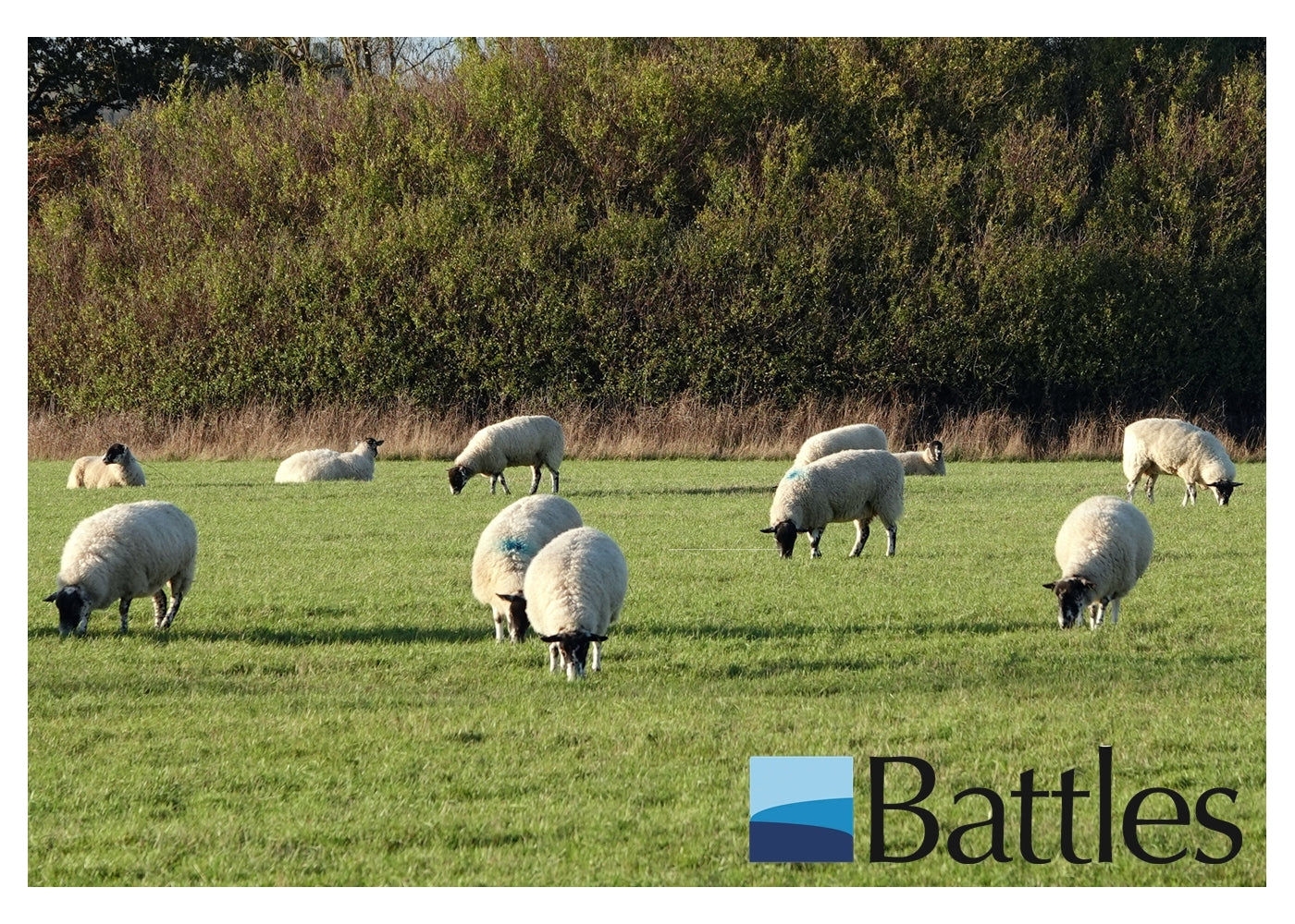 Battles - Maggot Oil - 1 litre - Buy Online SPR Centre UK