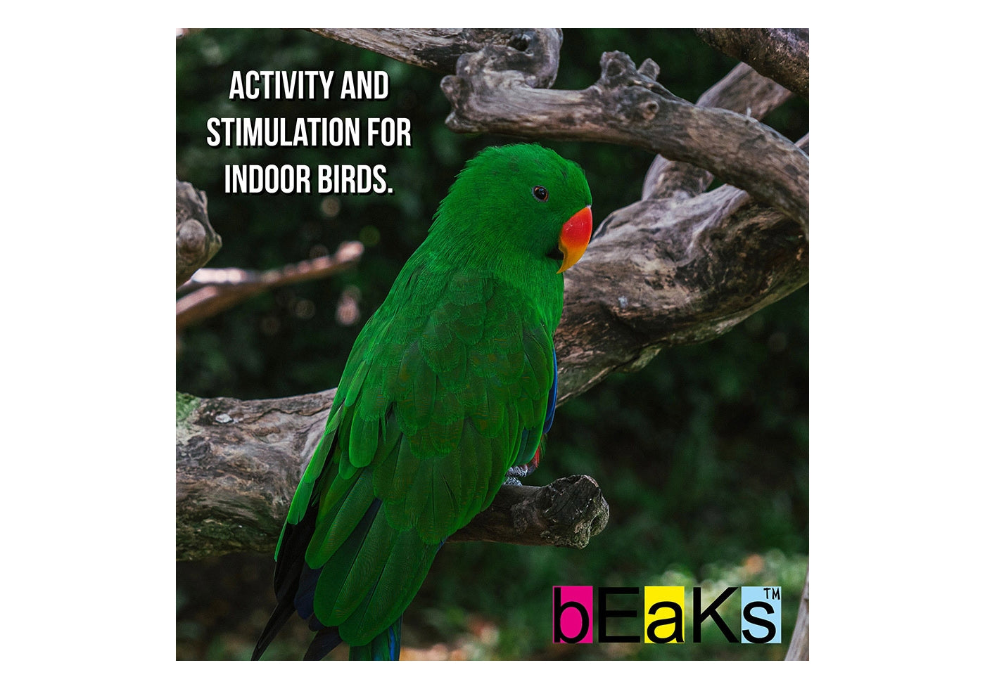Beaks - Cage Bird Fountain Feeder (Small) - Buy Online SPR Centre UK