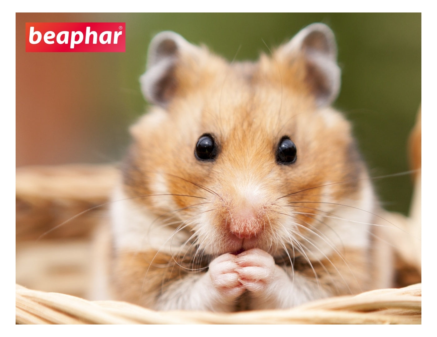 Beaphar Munching Sticks | Small Animal Treats - Buy Online SPR Centre UK