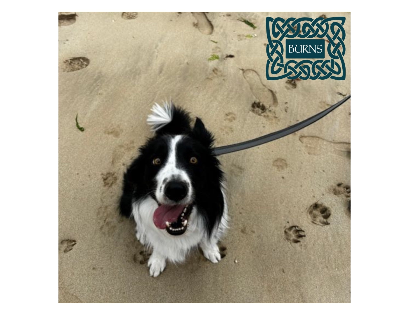 Burns Toy & Small Breed Dog Food (Chicken & Rice) 2kg - Buy Online SPR Centre UK