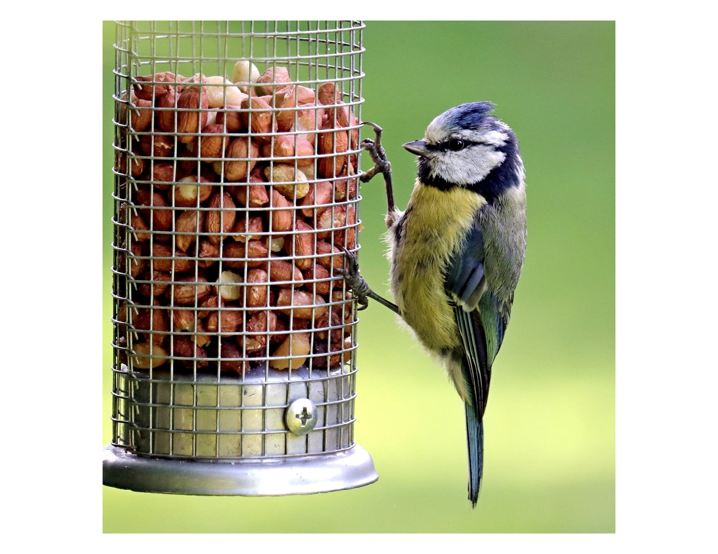 Copdock Mill - Wild Bird Peanut Kernels - Buy Online SPR Centre UK