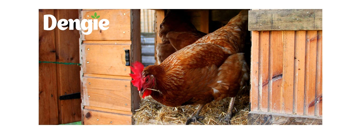 Dengie - Fresh Bed for Chickens 50 Litres - Buy Online SPR Centre UK