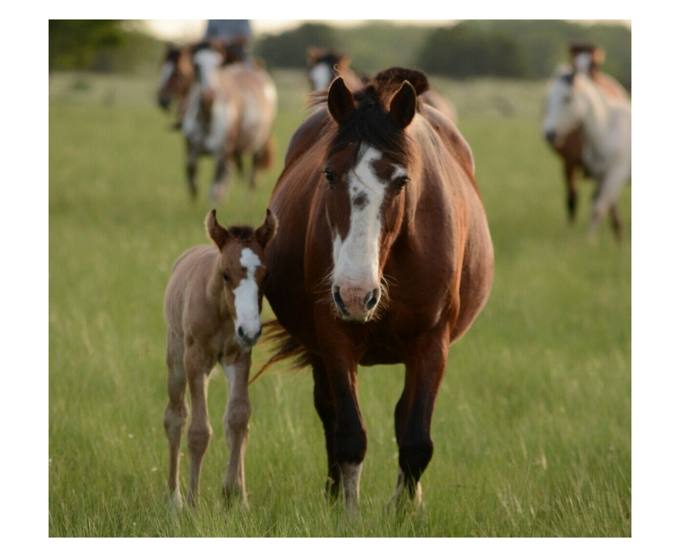 Dodson & Horrell - Mare & Youngstock Concentrate | Horse Feed - Buy Online SPR Centre UK