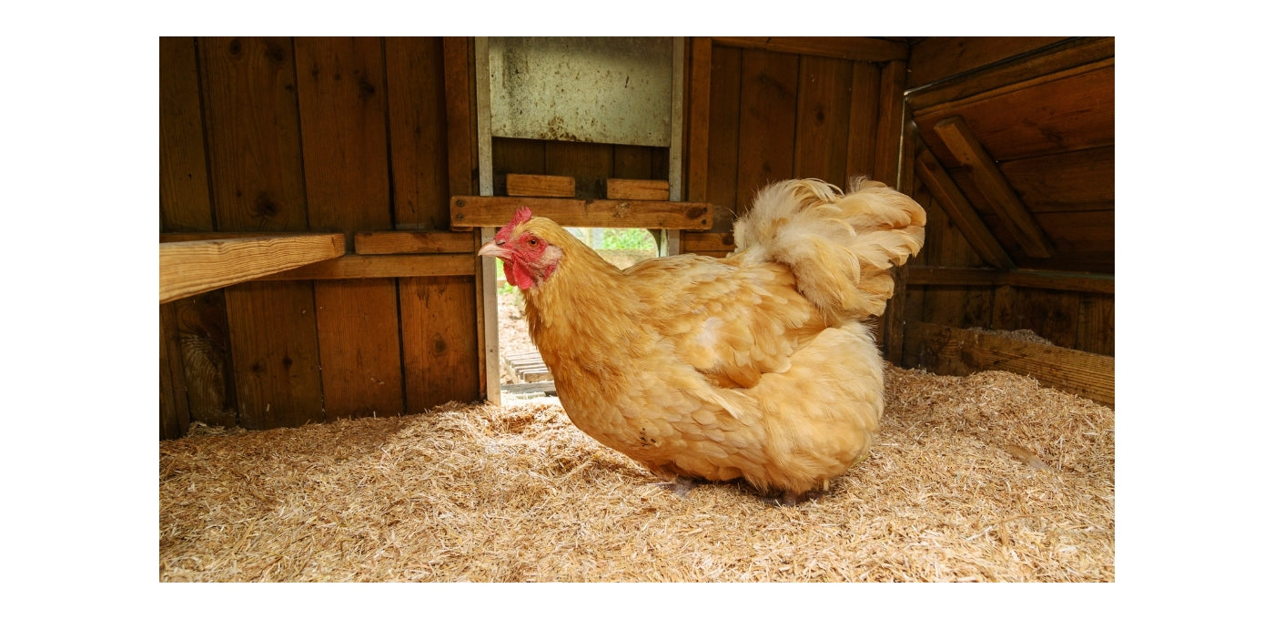 Sundown - Egg-e-bed Poultry Bedding - Buy Online SPR Centre UK