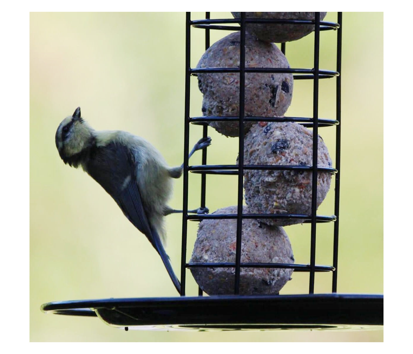 Henry Bell - Heavy Duty Fat Ball Feeder - Buy Online SPR Centre UK