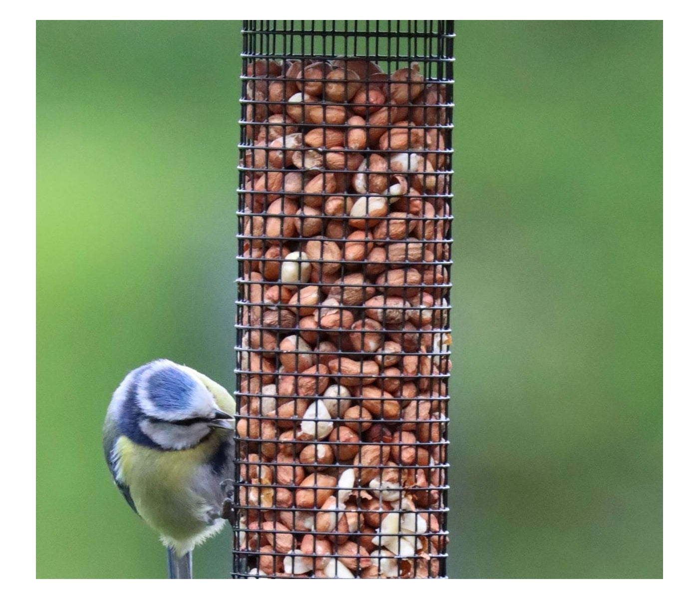 Henry Bell - Heavy Duty Peanut Feeder