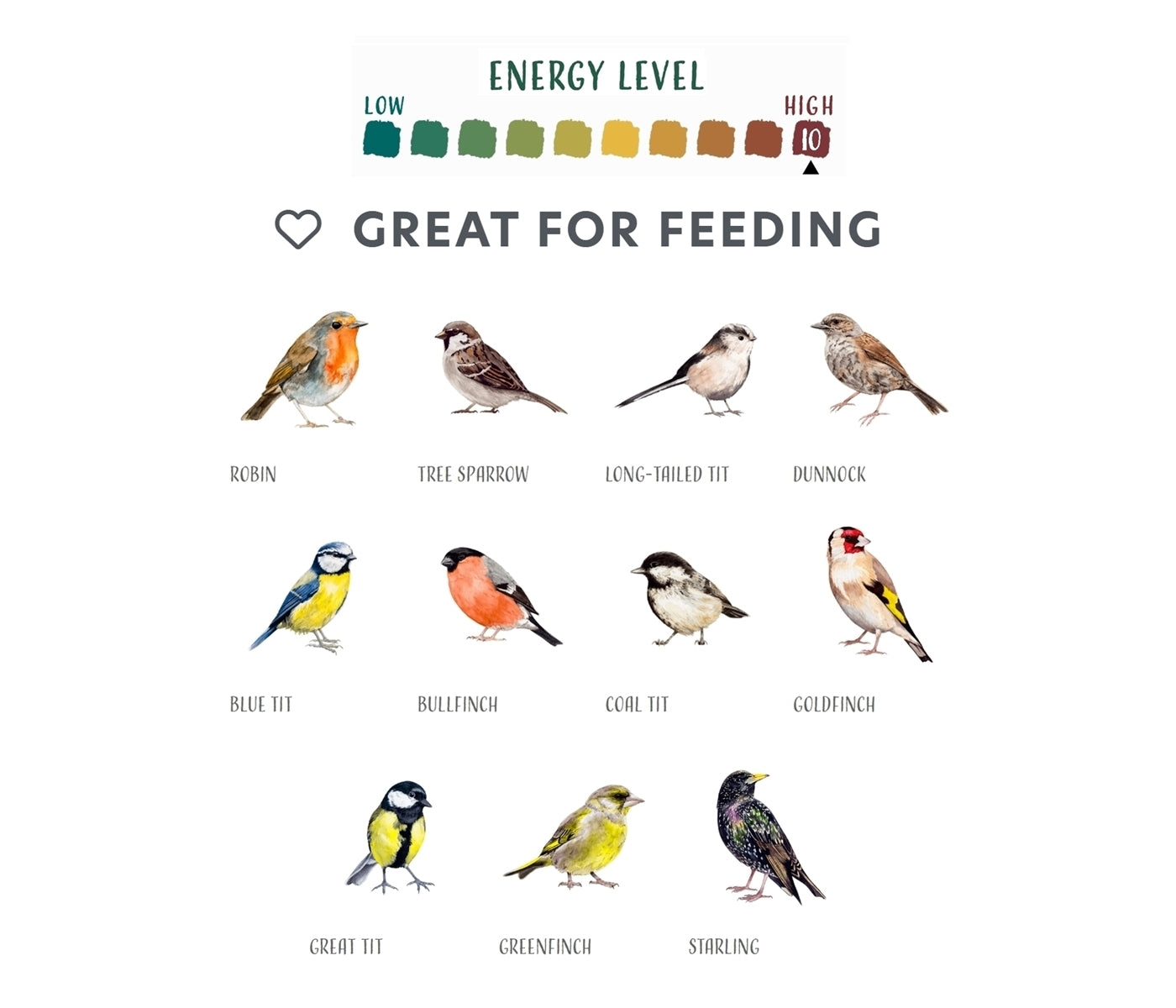 Henry Bell - Suet Whole Coconut | Wild Bird Care - Buy Online SPR Centre UK