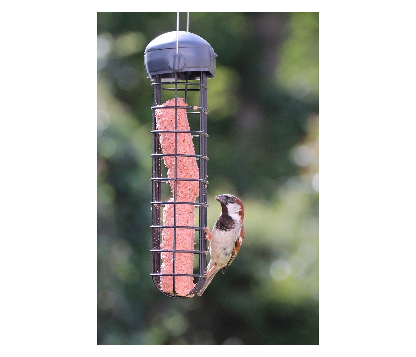 Henry Bell - Double Suet Cake Feeder - Buy Online SPR Centre UK