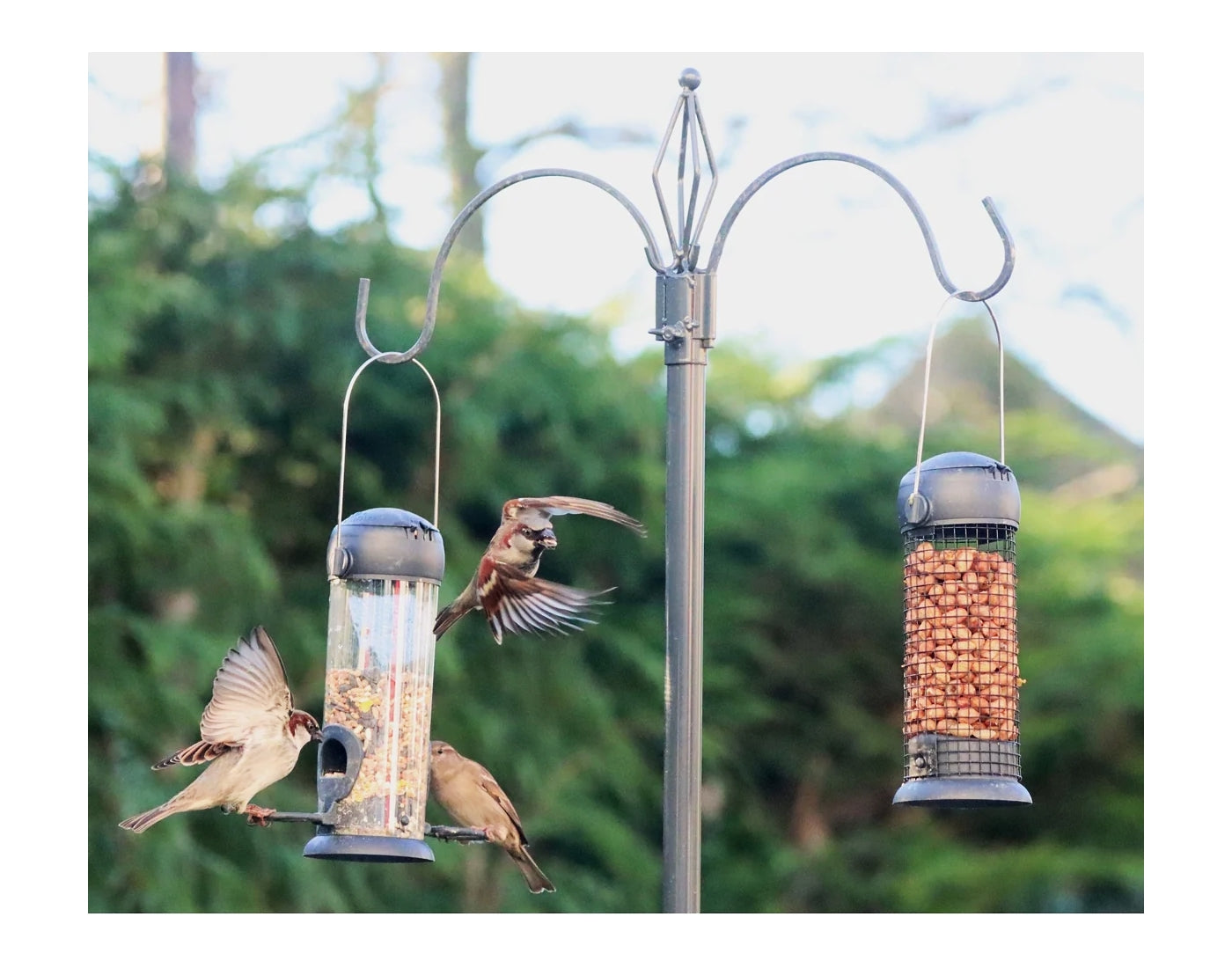 Henry Bell - Two Arm Bird Feeding Station - Buy Online SPR Centre UK