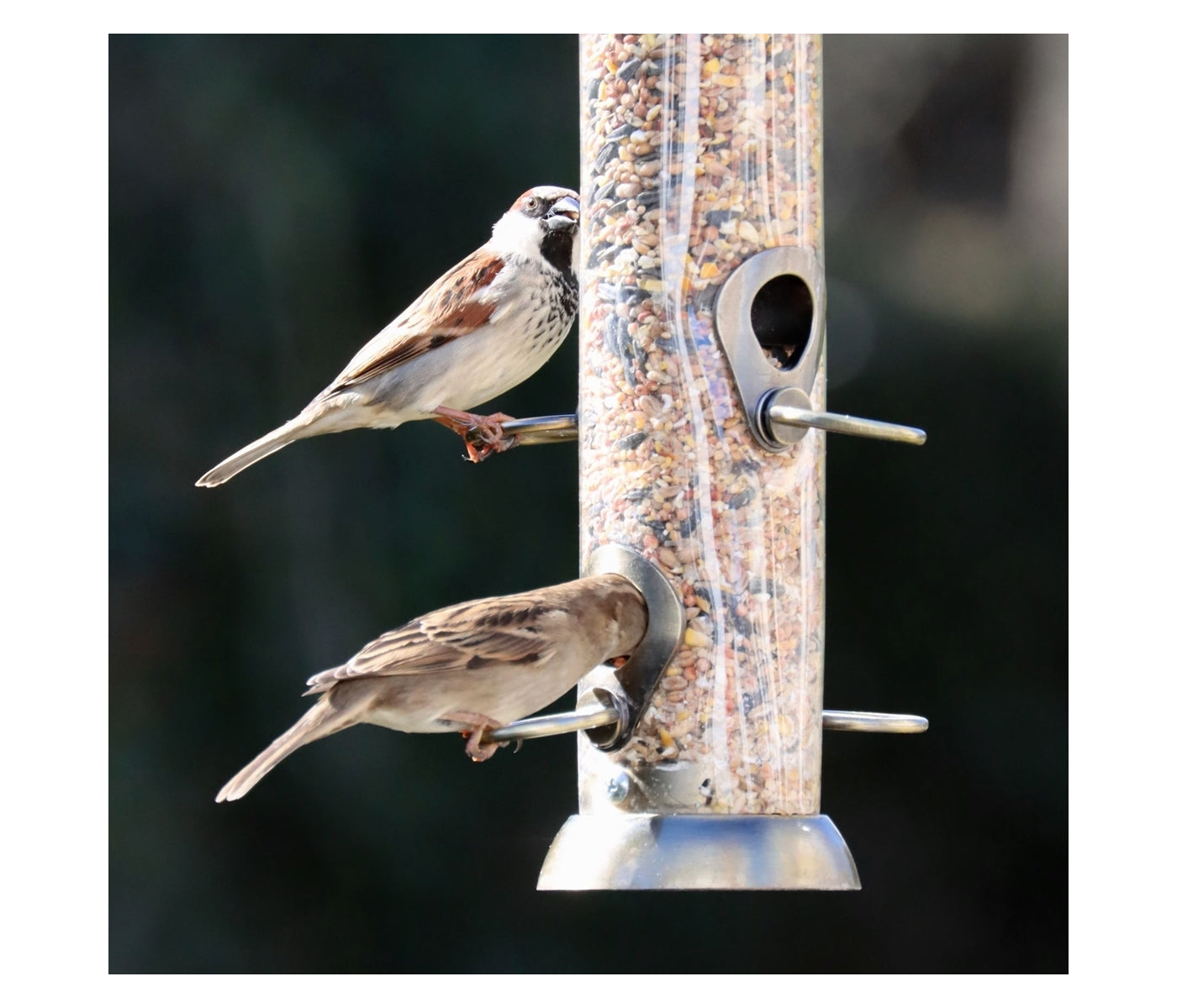 Henry Bell - Grand Sterling Seed Feeder - Buy Online SPR Centre UK