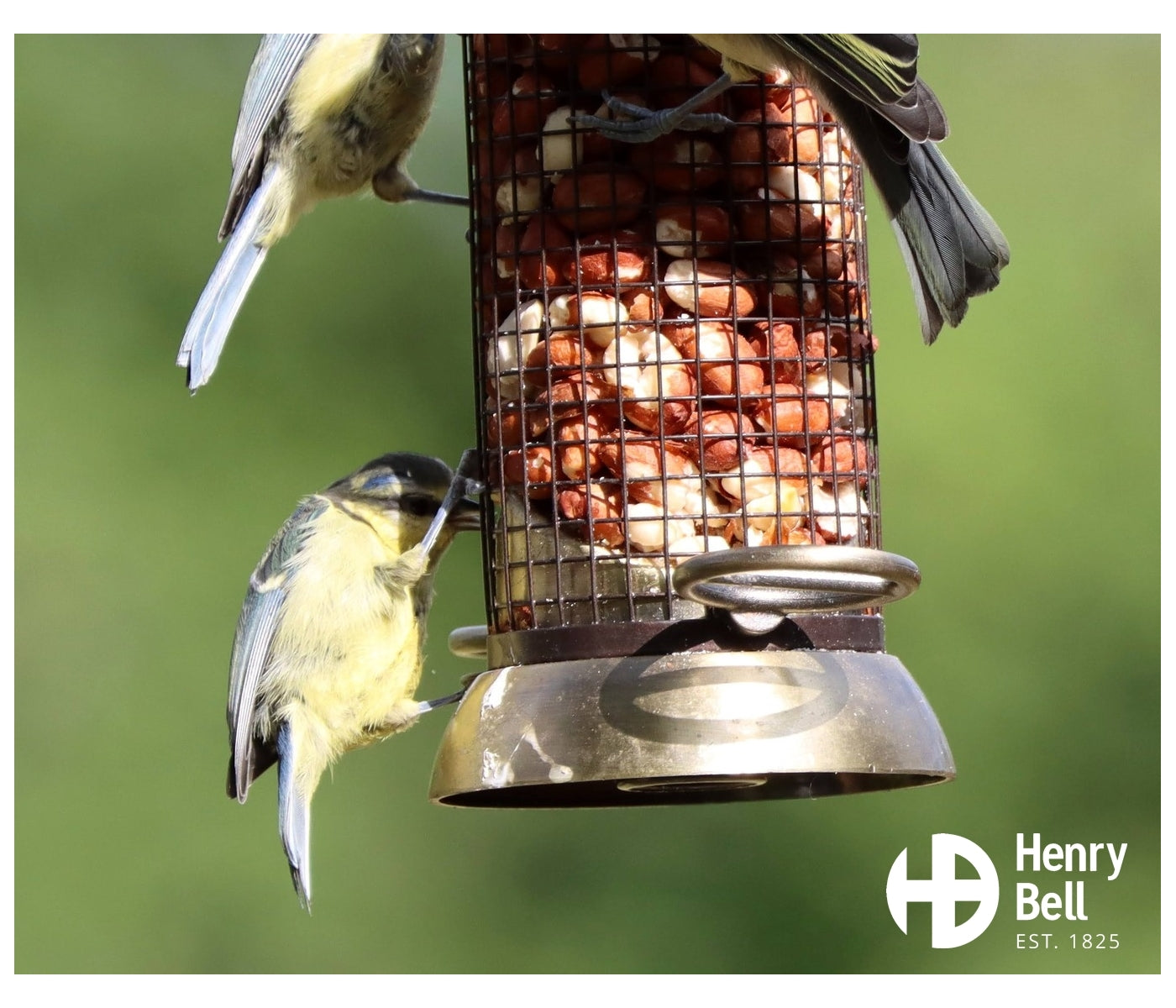 Henry Bell - Heritage Peanut Feeder - Buy Online SPR Centre UK