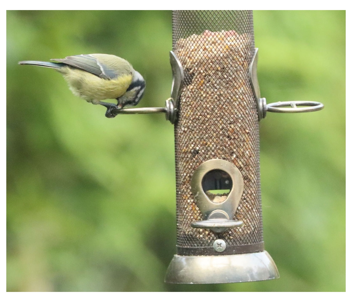 Henry Bell - Heritage Seed Feeder | Wild Bird Care - Buy Online SPR Centre UK
