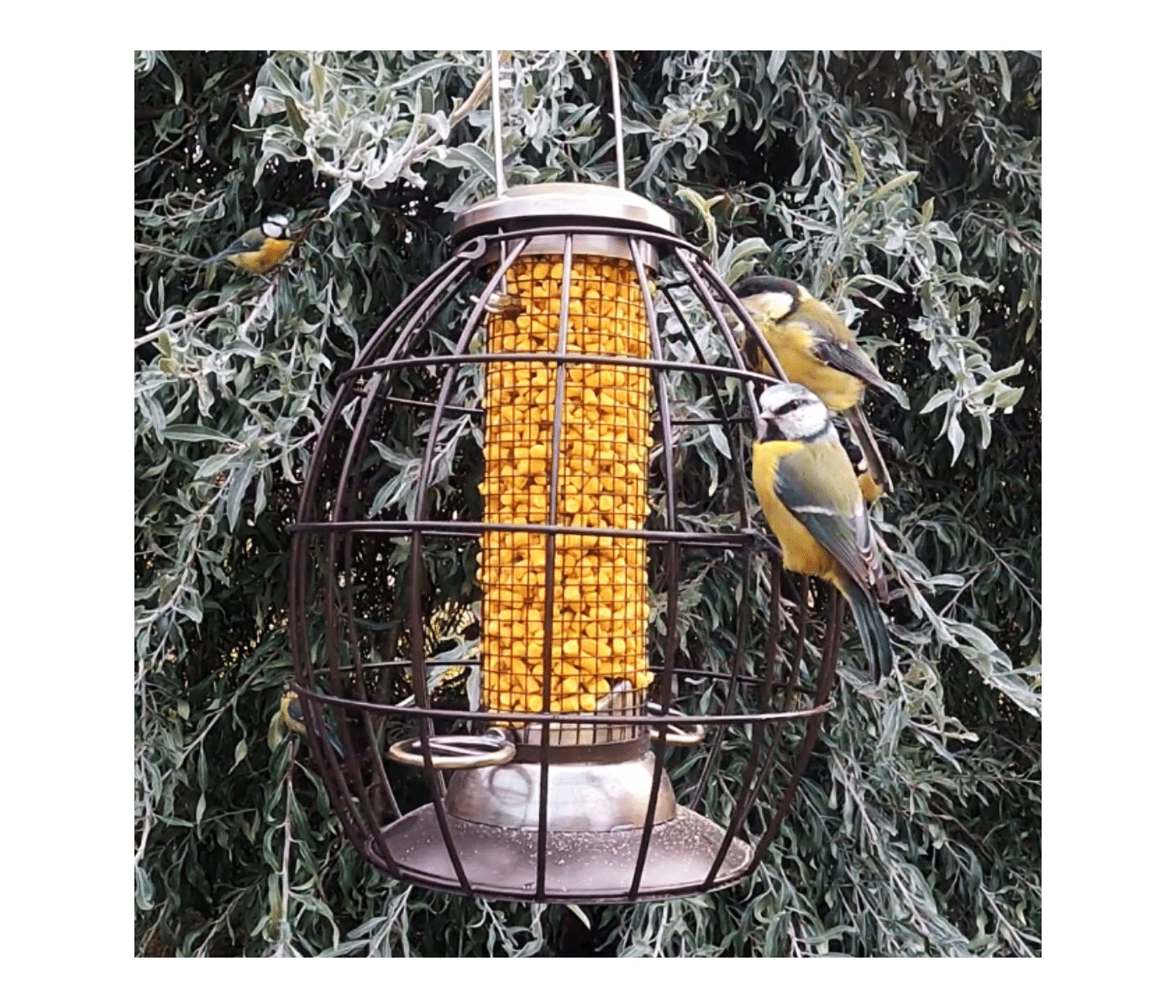 Henry Bell - Heritage Squirrel Proof Peanut Feeder - Buy Online SPR Centre UK