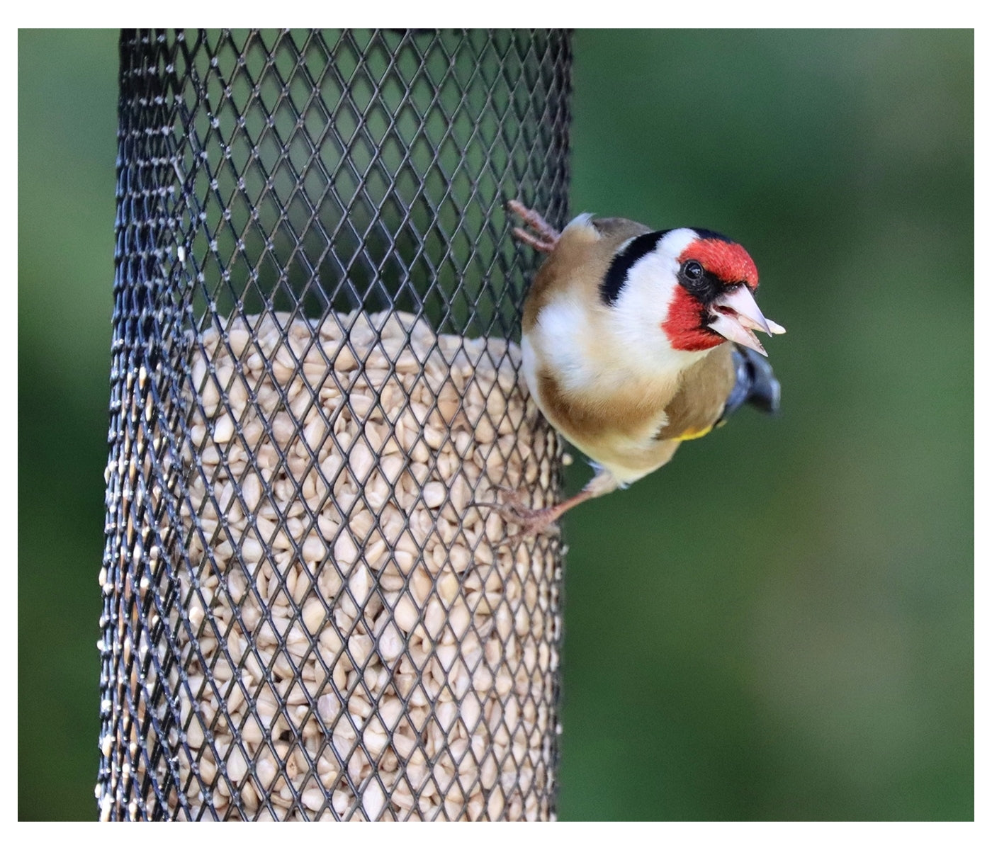 Henry Bell - Heritage Sunflower Hearts Feeder
