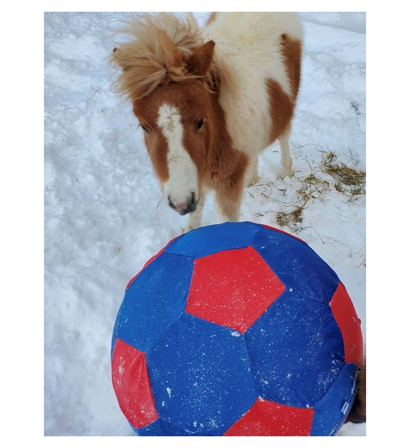 Horsemen's Pride - Jolly Mega Ball Cover - 25" (Soccer Ball)