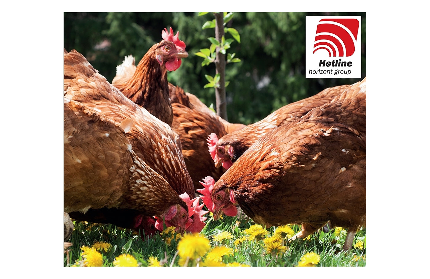 Hotline - Red Plastic Feed Scoop - Buy Online SPR Centre UK