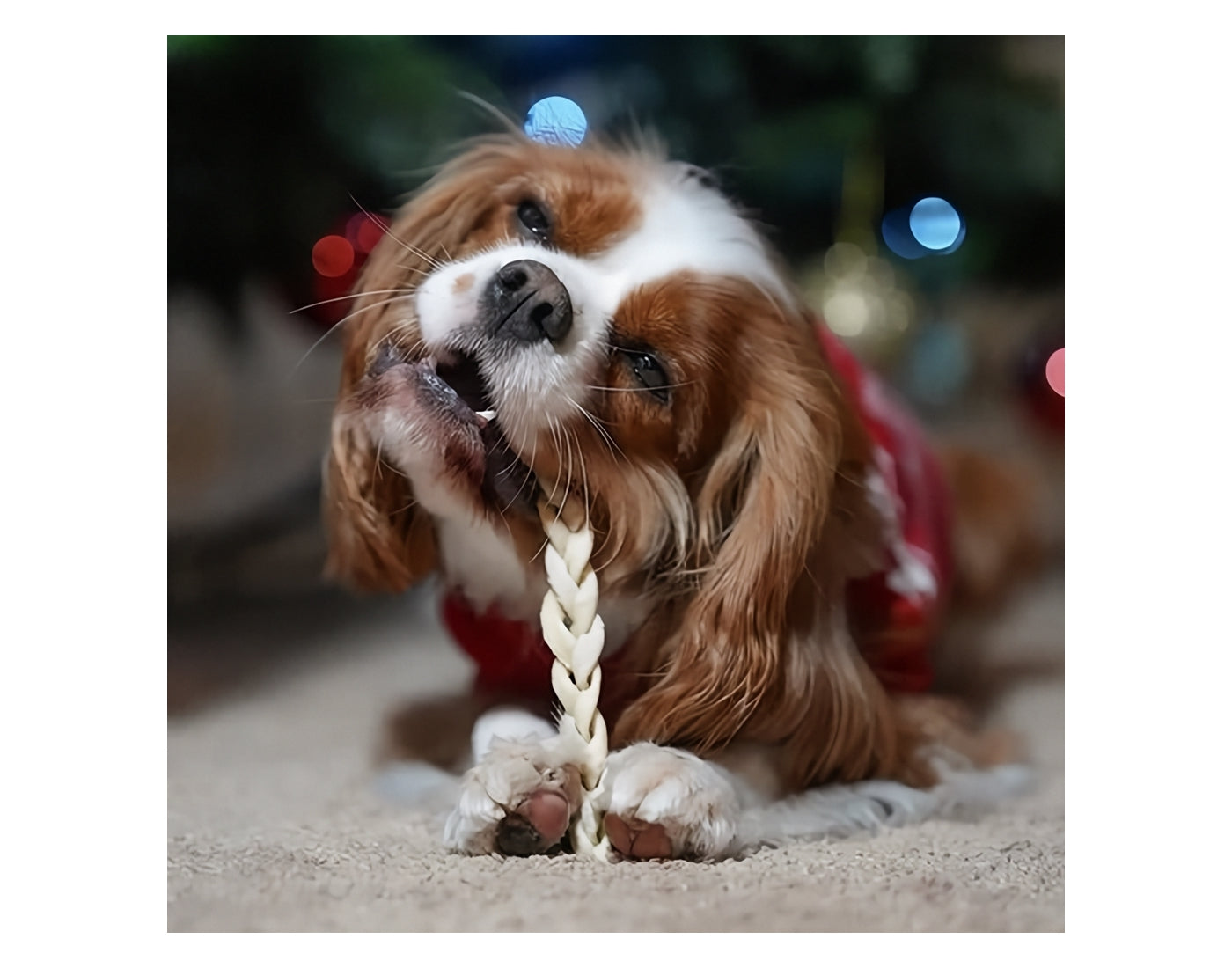 JR Pet Products - Braided Lamb 100g - Buy Online SPR Centre UK