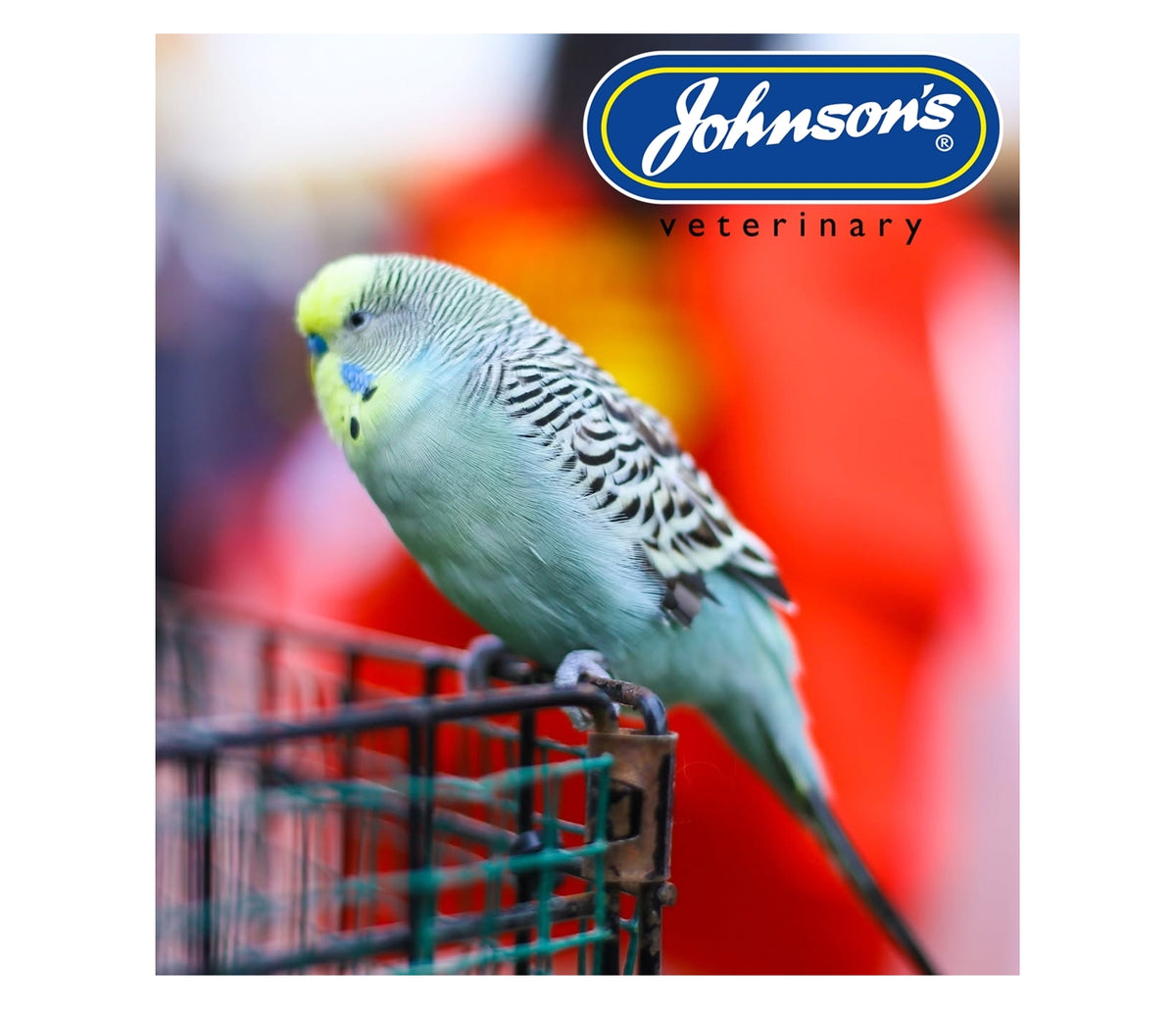 Johnson's - Iodised Condition Pek for Small Cage Birds - Buy Online SPR Centre UK