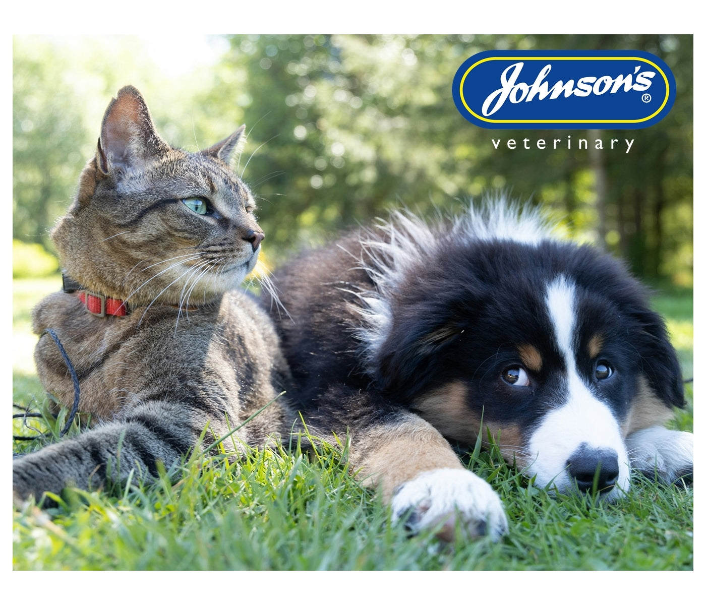Johnson's - Antibacterial Powder for Dogs & Cats - Buy Online SPR Centre UK