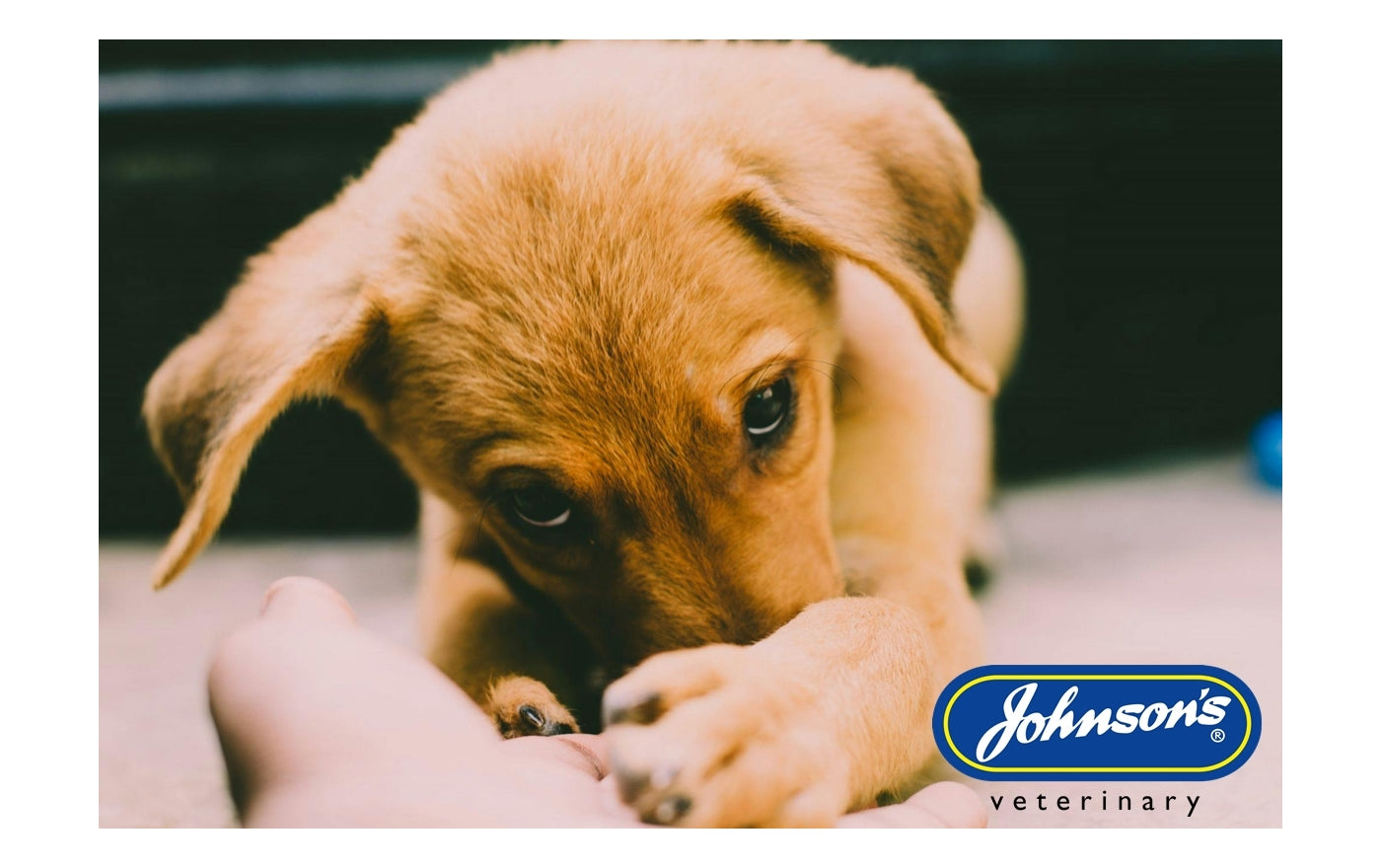 Johnson's - Anti Scratch Spray | Pet Skin Care - Buy Online SPR Centre UK