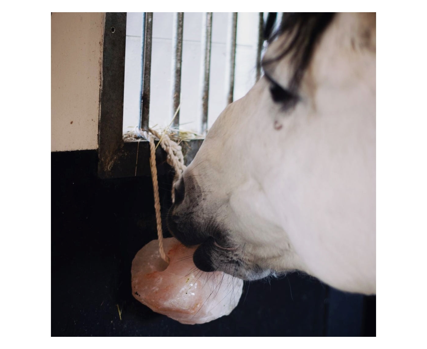 KM Elite - Himalayan Salt Licks for Horses - Buy Online SPR Centre UK