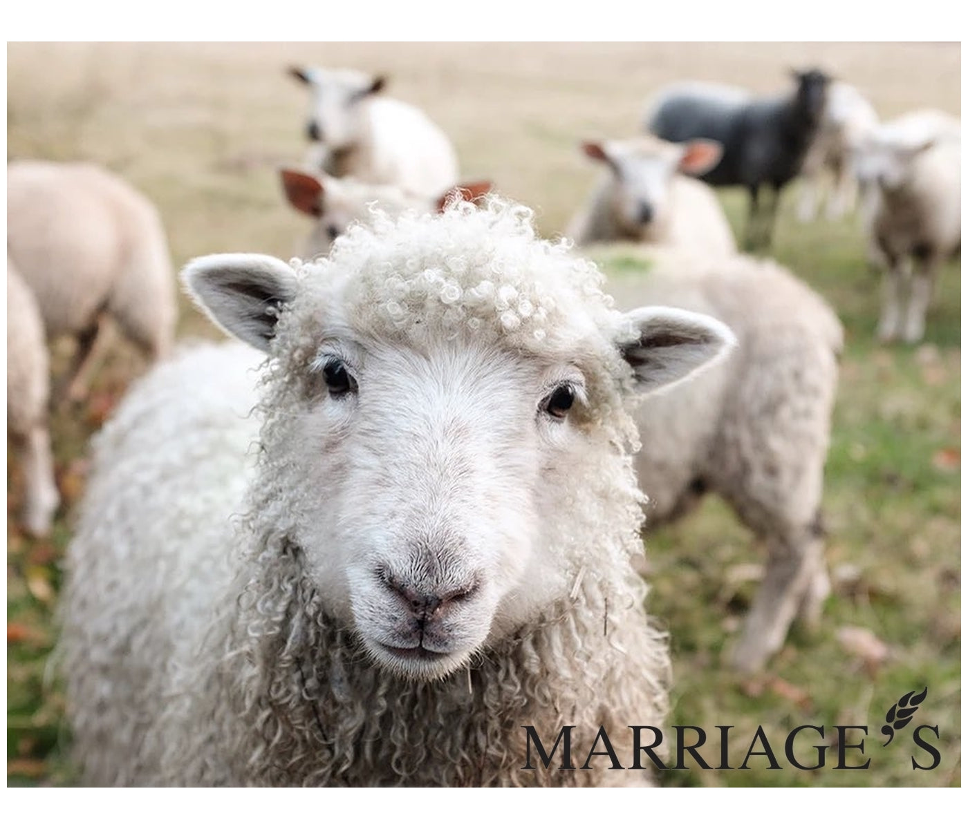 Marriage's - Ewe Care Cubes 20kg - Buy Online SPR Centre UK