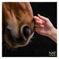 NAF - Kof Eze 500ml | Horse Care - Buy Online SPR Centre UK