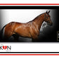 NAF D-itch Lotion | Horse Care - Buy Online SPR Centre UK