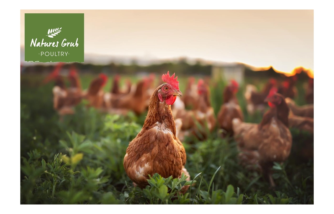 Natures Grub - Red Mite Powder (Diatomaceous Earth) - Buy Online SPR Centre UK