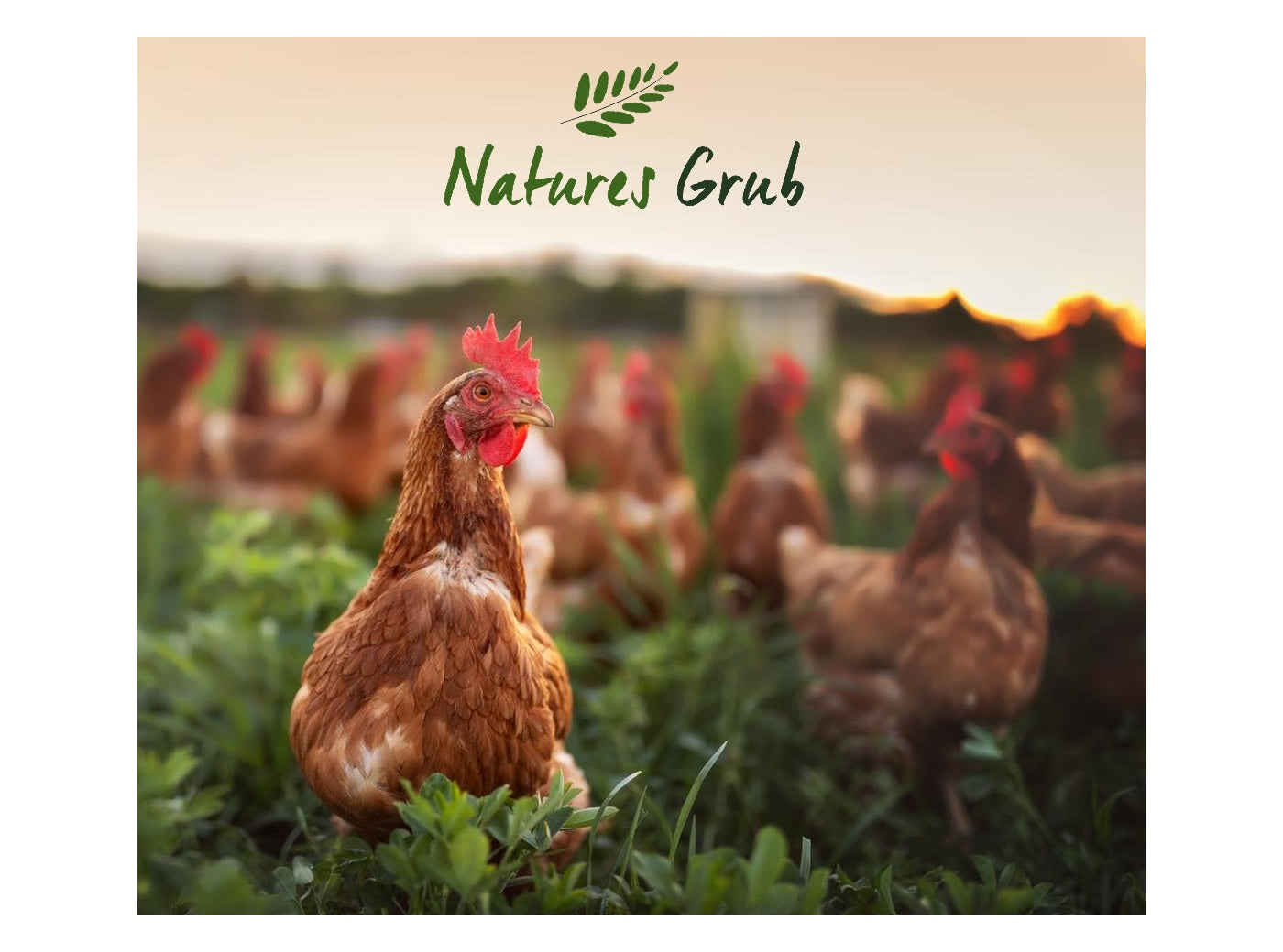 Natures Grub - Garlic, Herbs & Seaweed with Probiotics - for Poultry - Buy Online SPR Centre UK