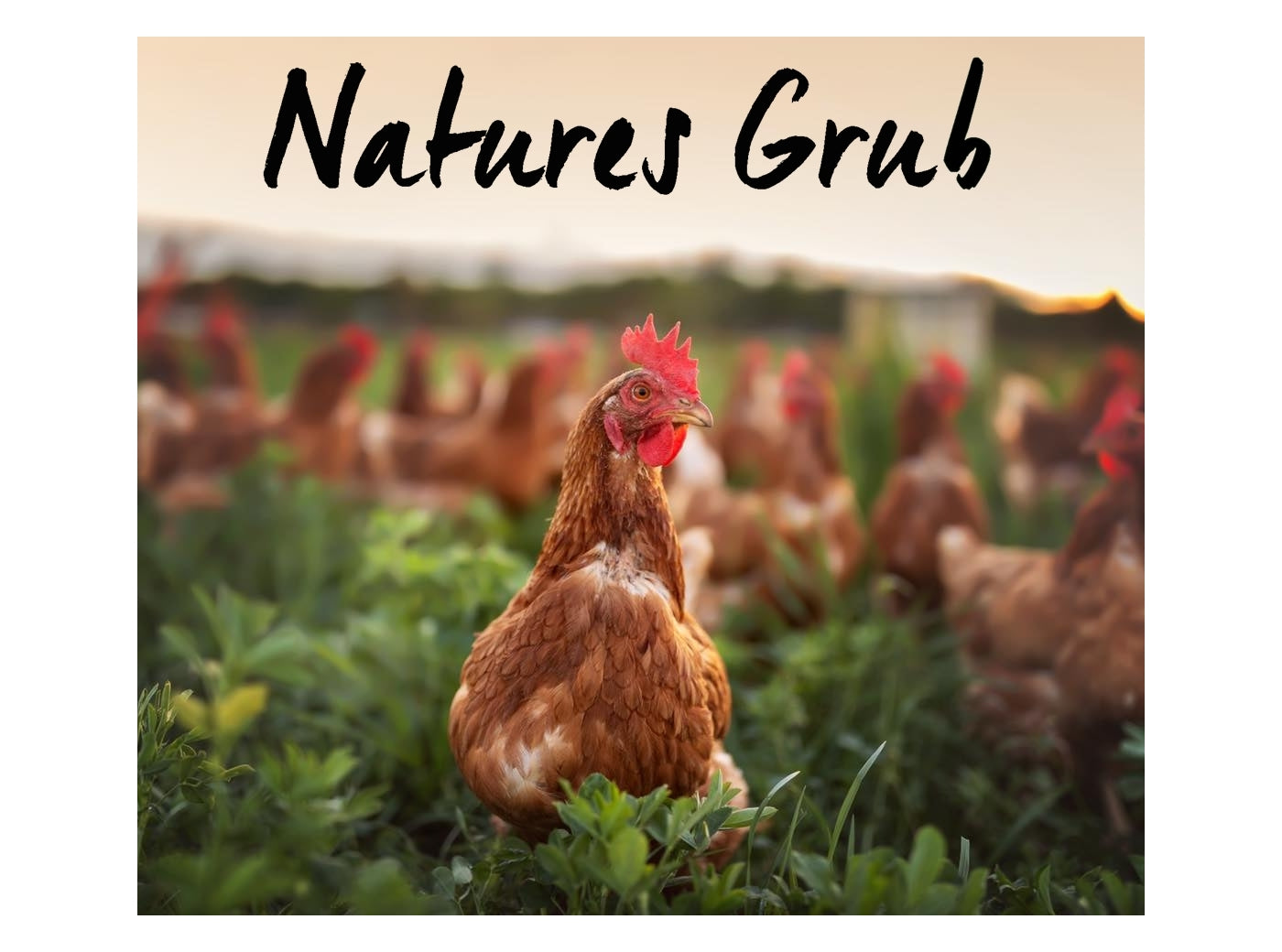Natures Grub - Fresh Nest Herbs | Hygiene for Hens - Buy Online SPR Centre UK
