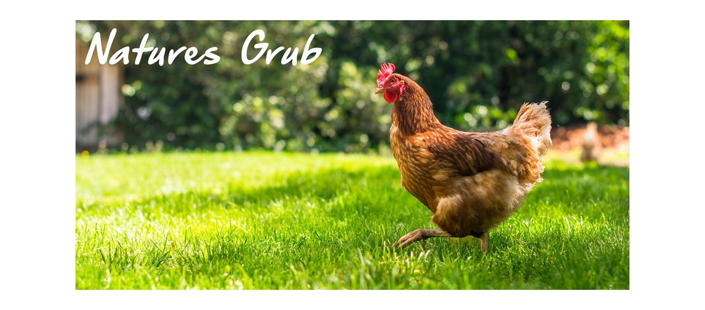 Natures Grub - Red Mite & Insect Killer Smoke Bomb - Buy Online SPR Centre UK