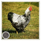 Novital - Rapid Clean Tripod Poultry Drinker 6 litre - Buy Online SPR Centre UK