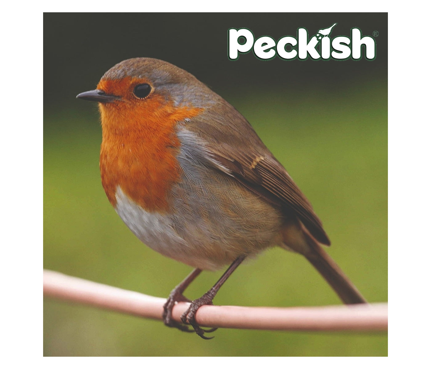Peckish - Secret Garden Bird Bath - Buy Online SPR Centre UK