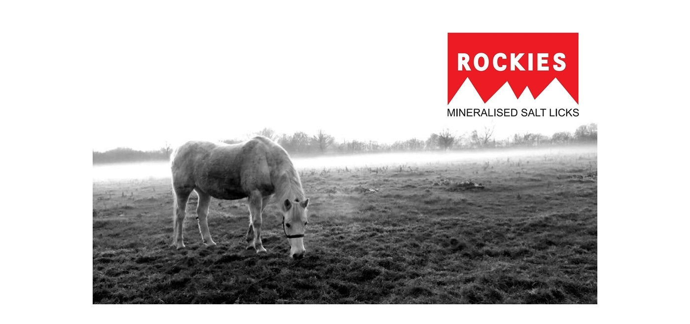Rockies - Baby Pure Mineralised Salt Lick for Horses - Buy Online SPR Centre UK