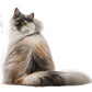 Royal Canin - Hair and Skin Care - Dry Cat Food