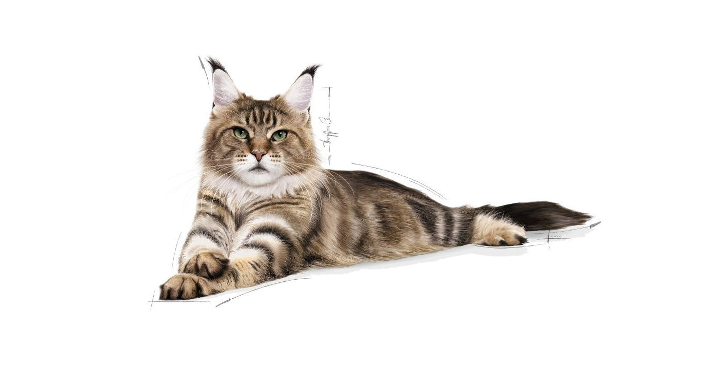 Royal Canin Maine Coon Adult - Dry Cat Food - Buy Online SPR Centre UK