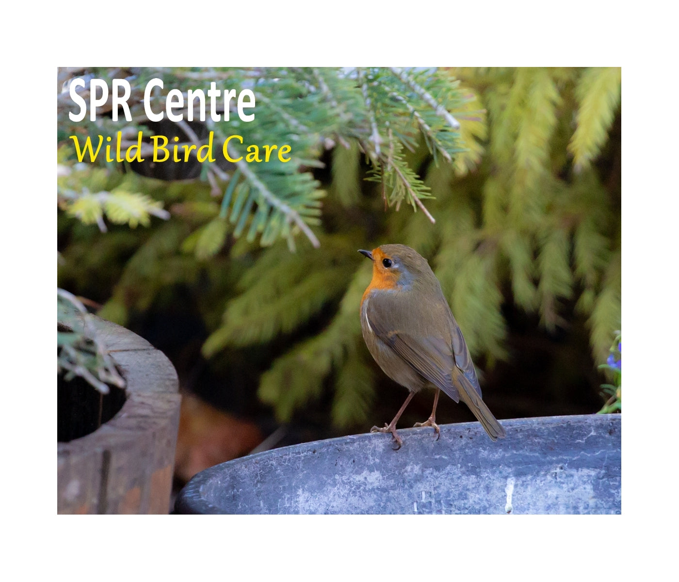 SPR Dried Mealworms 1kg | Wild Bird Care - Buy Online SPR Centre UK