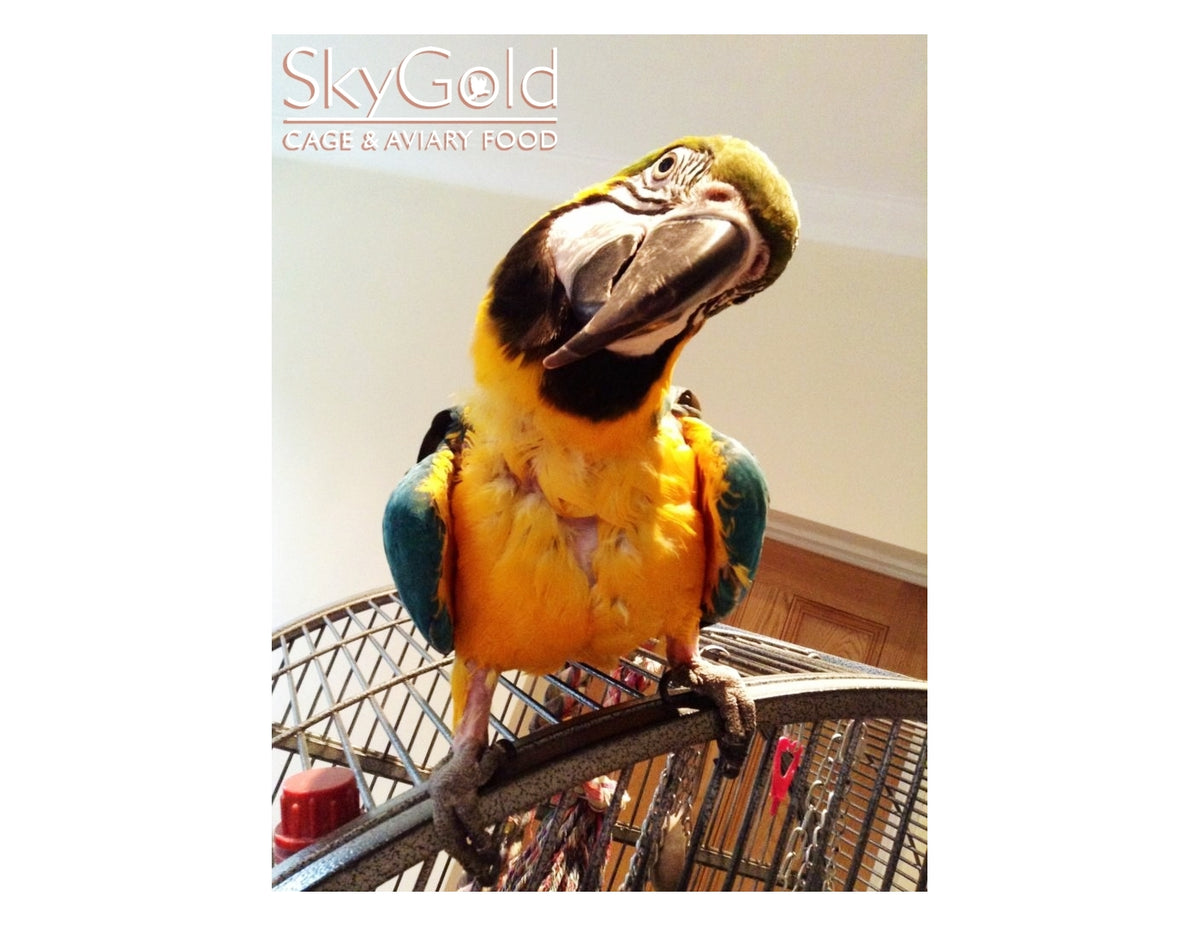 SkyGold - Oasis Parrot Mix - 2.5kg Tub