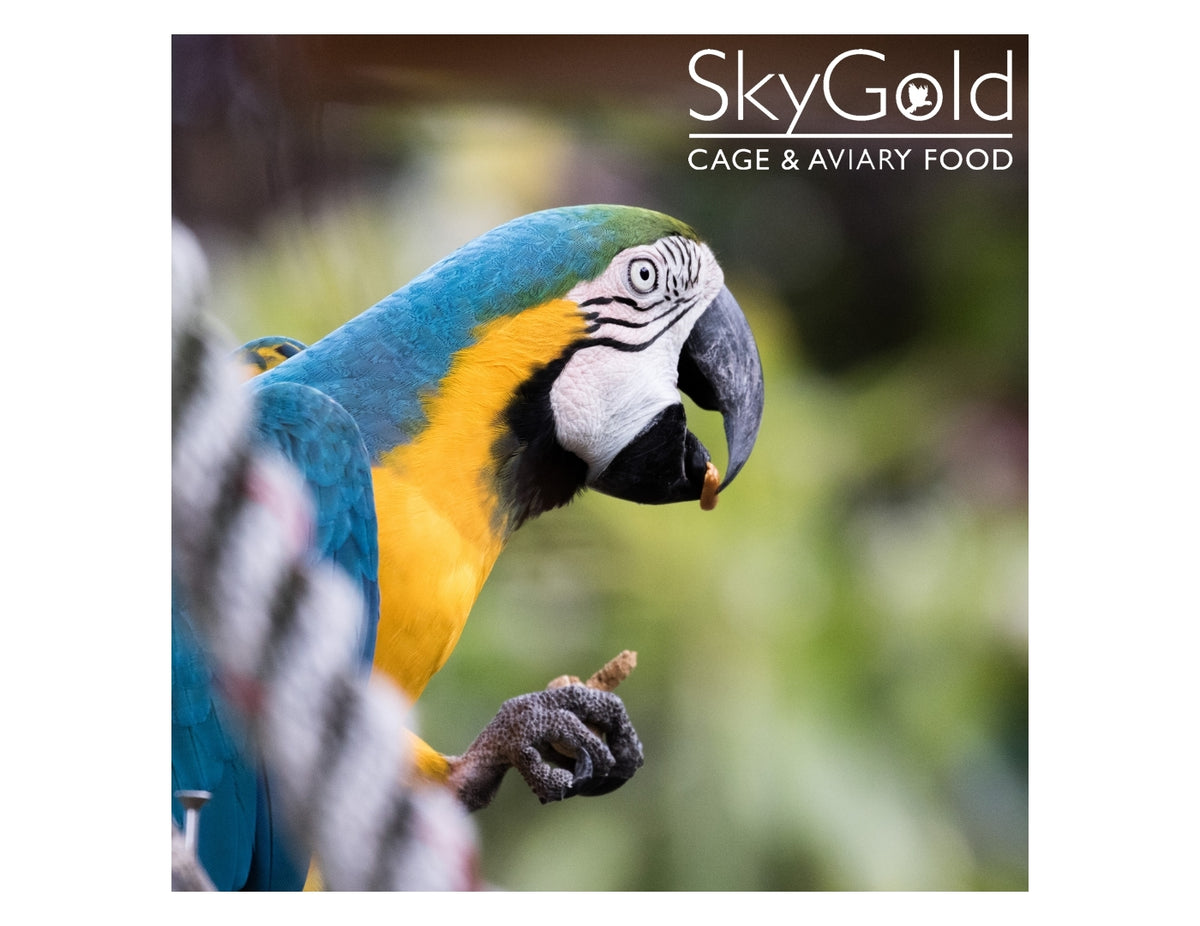SkyGold - Royale Parrot Mix 2.5kg Tub - Buy Online SPR Centre UK