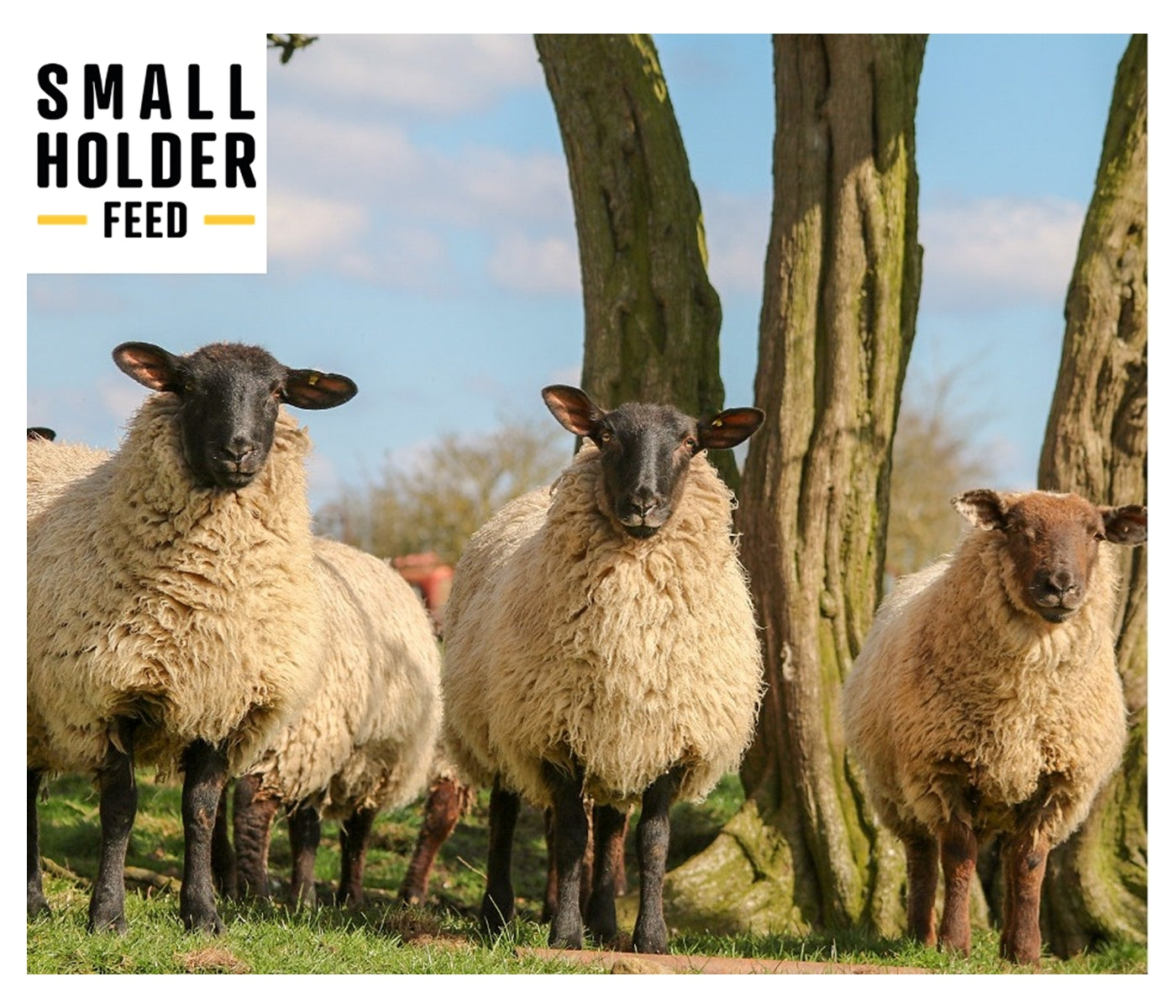 Smallholder - Sheep Mix 20kg - Buy Online SPR Centre UK