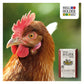 Smallholder - Super Mixed Corn for Poultry 5kg - Buy Online SPR Centre UK