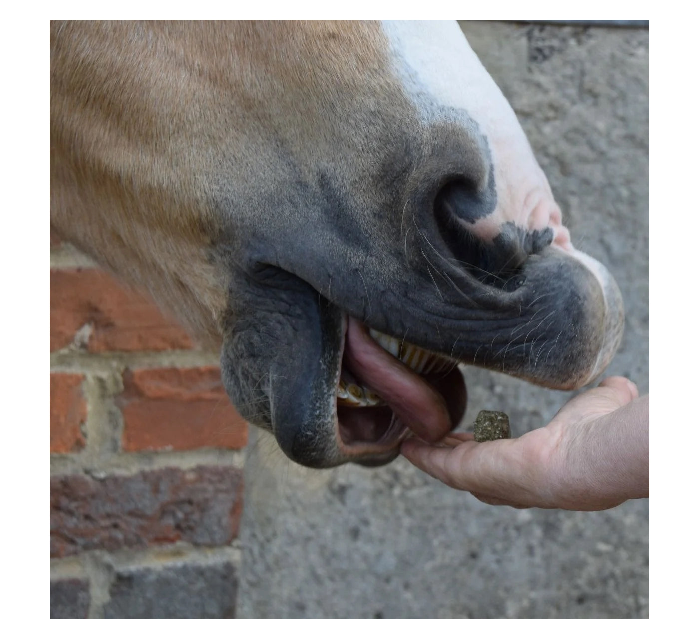 Spillers - Meadow Herb Horse Treats - 1kg