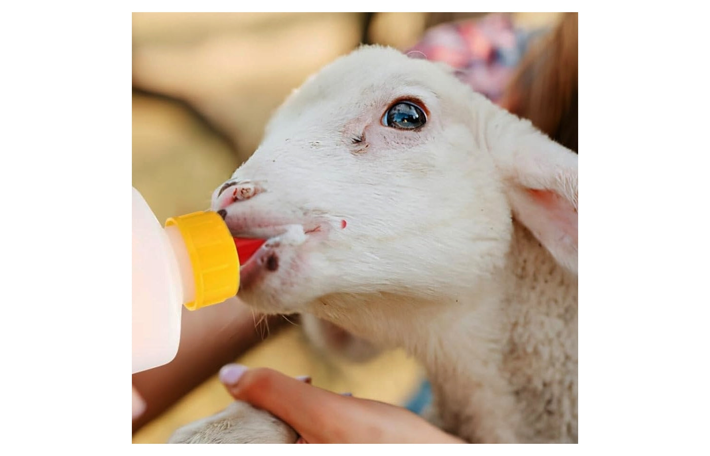 Lamb Feeding Bottle and Pritchard Teat