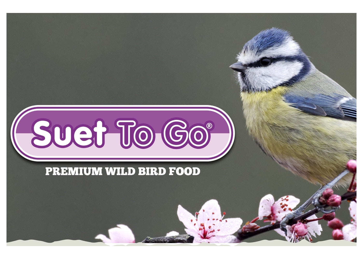 Suet To Go - Suet Cakes with Mealworm 10 Pack - Buy Online SPR Centre UK