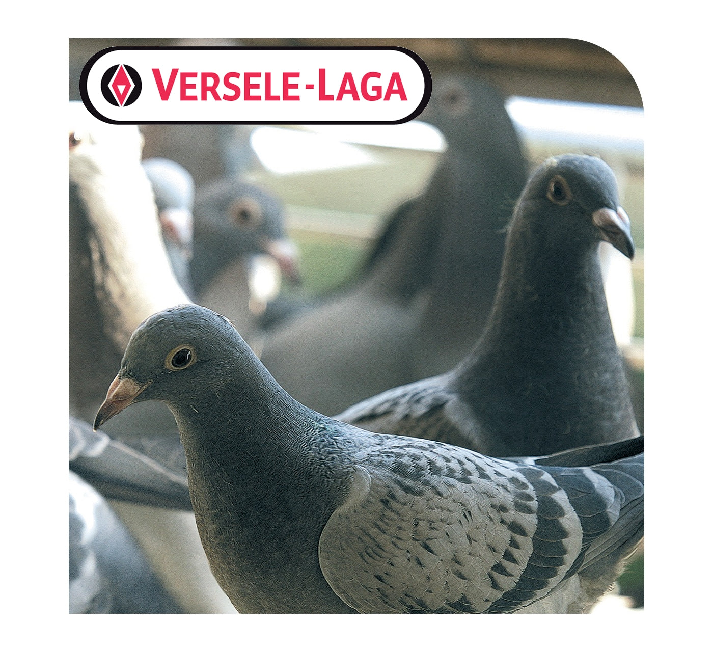 Versele-Laga - Colombine Pickstone Red (Pigeon Supplement) - 5 x 650g +1 FREE!
