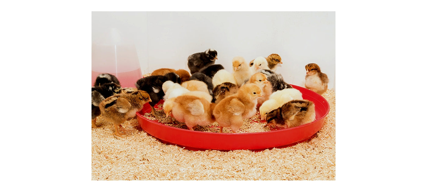 BEC Plastic Feeding Tray for Poultry & Pigeons - Buy Online SPR Centre UK
