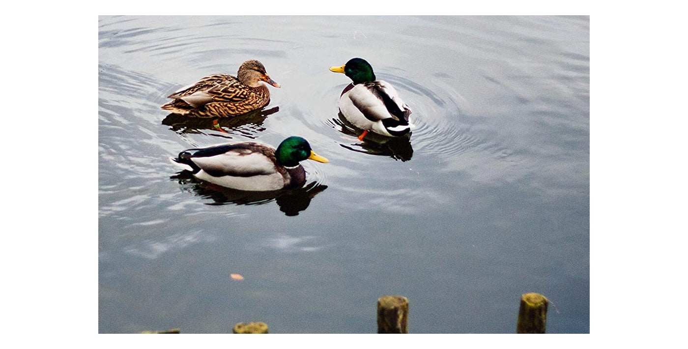 Quackers Duck Food 500g - Buy Online SPR Centre UKCopdock Mill - Quackers Duck Food 500g - Buy Online SPR Centre UK